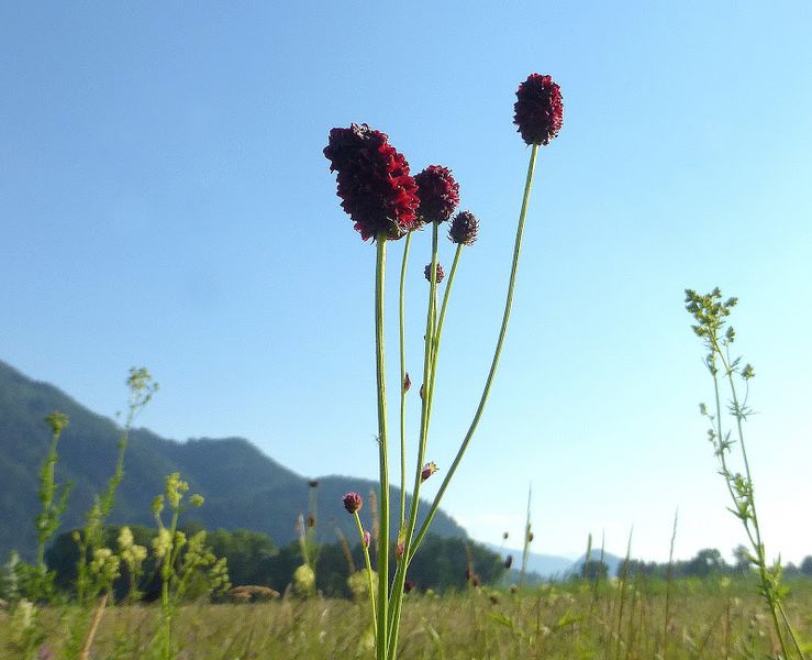 Datei:Sanguisorba1410653.JPG