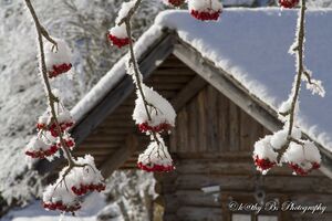 Winterliche Eberesche.jpg