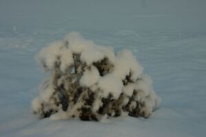 Bodensee 26471 2014-01-01.jpg