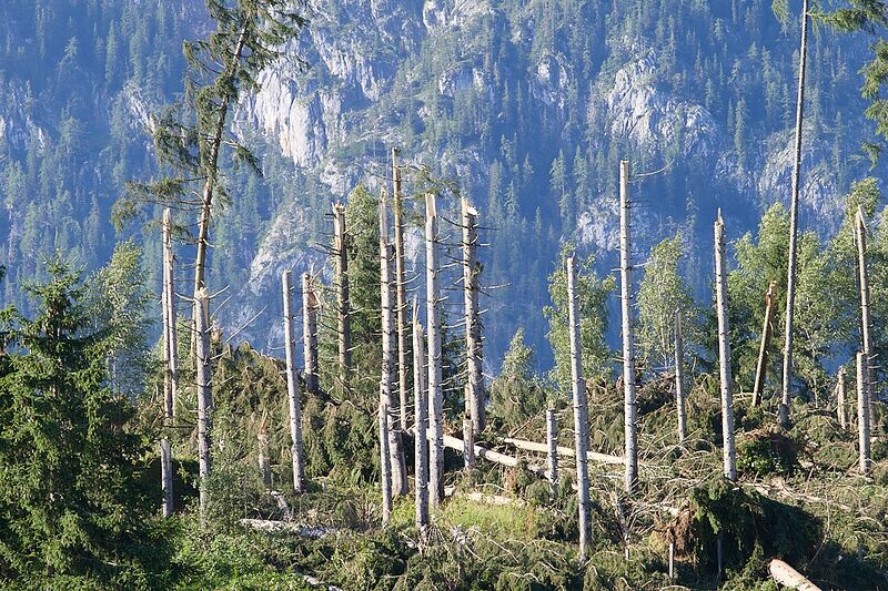 Datei:Windbruch birnberg-0072-2023-07-21.jpg