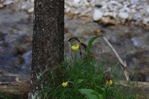 Frauenschuh 2288 2011-05-26.jpg