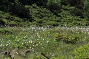 Gumpenkar 54491 2017-07-05.jpg