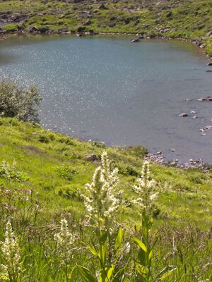 Stegerkarsee 17675 2006-07-17.jpg
