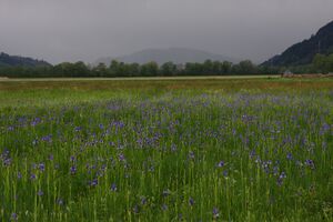 Trautenfels niederstuttern 57816 2014-05-14.jpg