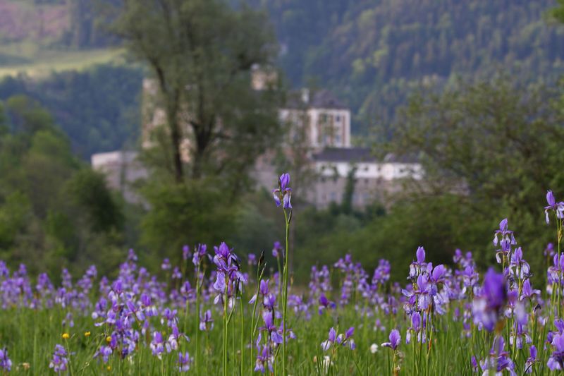 Datei:Enns-Altarme Niederstuttern 58436 2014-05-21.jpg