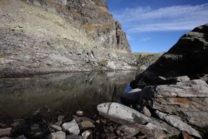 Goldlacken 0237 2013-10-08.jpg