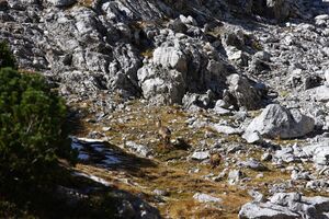 Hölltal gemse 07028 2015-10-12.jpg