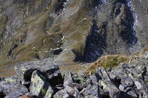 Südliche krukecklacke 01749 2015-09-13.jpg