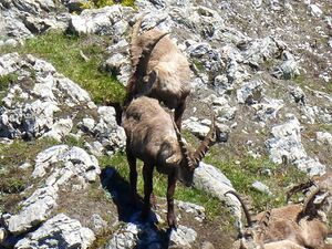 Steinböcke -Gößeck 60043 2014-06-10.JPG