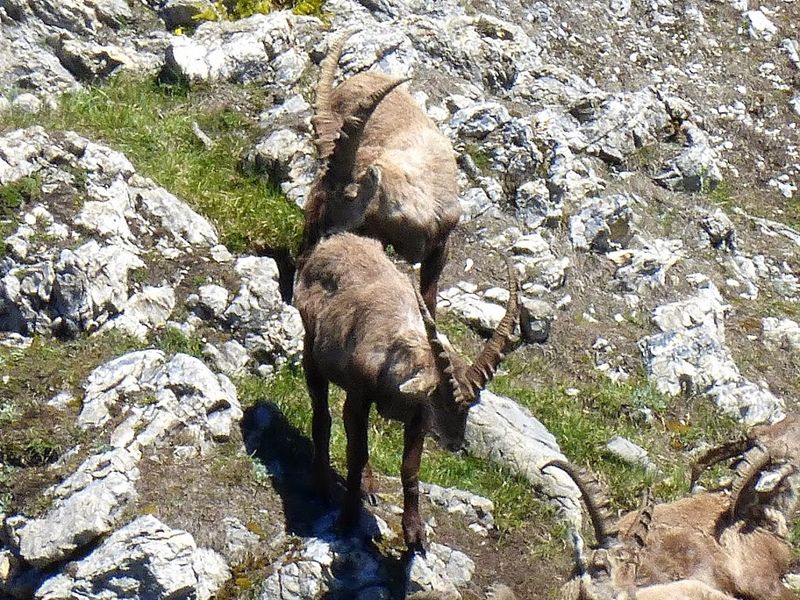 Datei:Steinböcke -Gößeck 60043 2014-06-10.JPG
