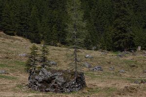 Strickerkar 55659 2014-05-02.jpg