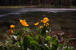 Untertalbach 7711 2012-05-04.jpg