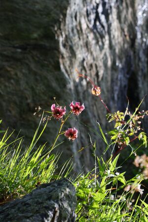 Im stegerkar 23882 2008-07-09.jpg