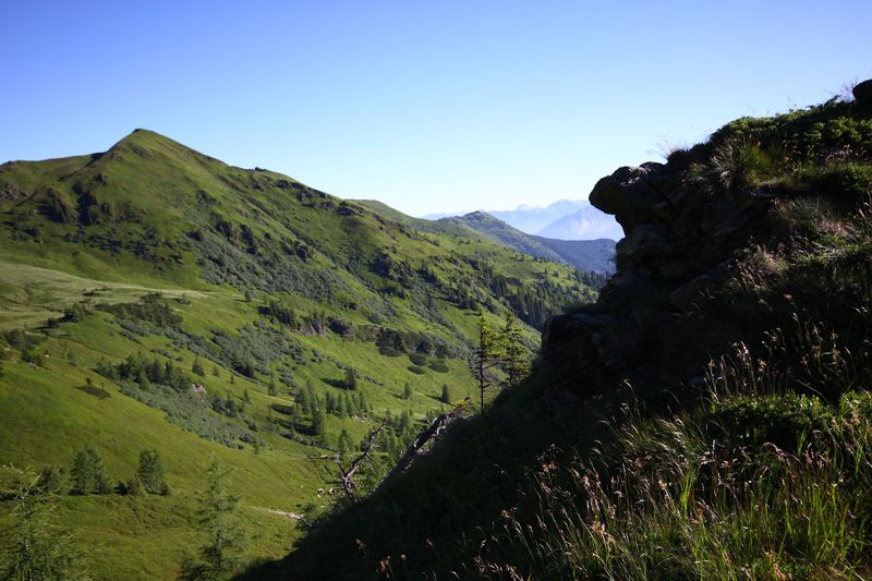 Datei:Kolbalm 94842 2015-07-11.jpg