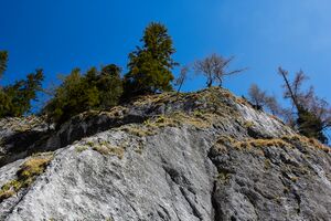 Petergstamm langkar 20-05-07 1262.jpg