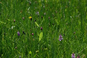Schnittlauch mößnakar 0858 13-07-12.jpg
