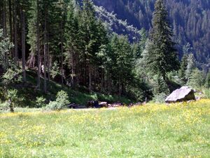 Steinriesental 5492 2003-06-22.jpg