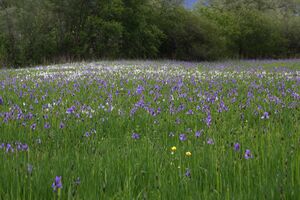 Trautenfels niederstuttern 57885 2014-05-14.jpg