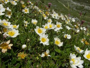 Weiße silberwurz-giglach 90685 2006-07-10.jpg