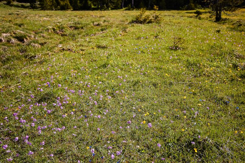 Datei:Zlaimmöser-Moore zleimalm-100-2020-05-27-6.jpg