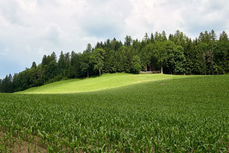 Datei:Ödstein lassing-0378-2023-06-16.jpg