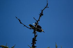 Am stoder 11754 2019-09-29.jpg