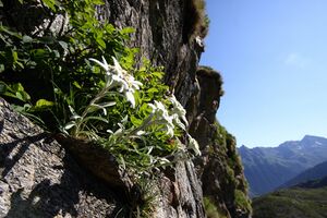 Edelweiß wildkar 0715 13-07-27.jpg