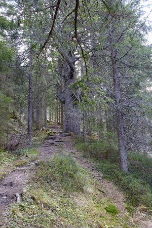 Gustl steig wagenbänkalm-0111-2022-11-14.jpg