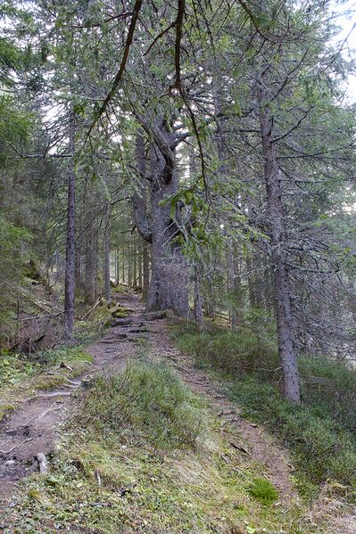 Datei:Gustl steig wagenbänkalm-0111-2022-11-14.jpg