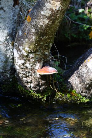 Untertal 22369 2008-05-08.jpg