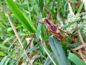 Braunes Heupferd-Tettigonia0454.JPG