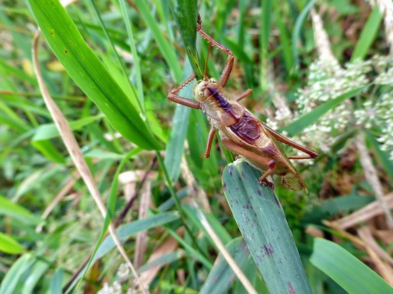 Datei:Braunes Heupferd-Tettigonia0454.JPG