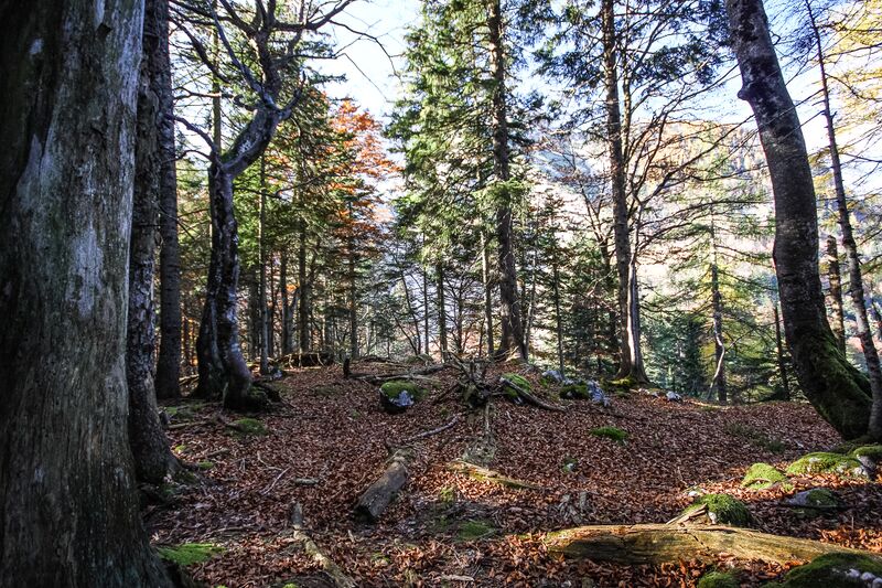 Datei:Buchwald tressenstein 11084 2015-10-28.jpg