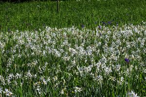 Europaschutzgebiet niederstuttern5121.jpg