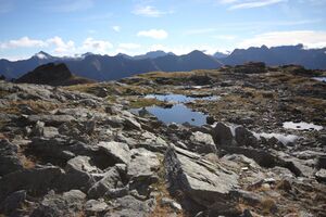 Goldlacken 0296 2013-10-08.jpg