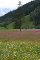 Preuneggtal-blumen 11653 2013-06-30.jpg