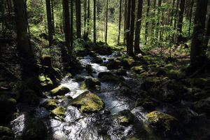 Strummern mühlreith 47263 2017-05-17.jpg