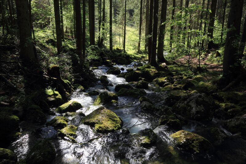 Datei:Strummern mühlreith 47263 2017-05-17.jpg