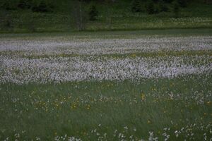 Tettermoor 2191 2009-05-29.jpg