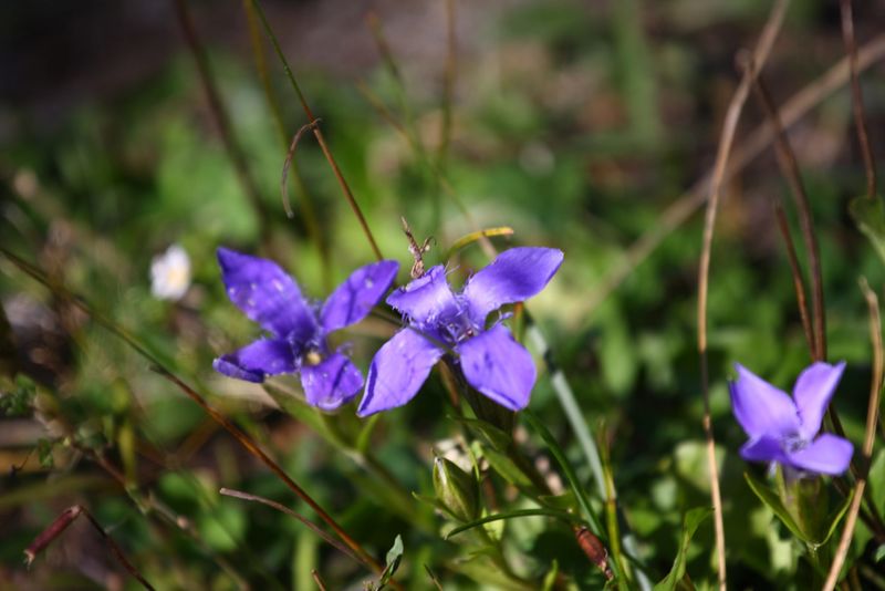 Datei:Gewöhnlicher Fransenenzian 02455 2015-09-12.jpg