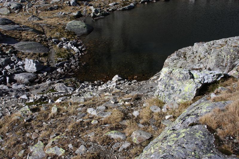 Datei:Goldlacken 0367 2013-10-08.jpg