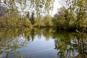 Ofenlegerteich-300053-2023-05-07.jpg
