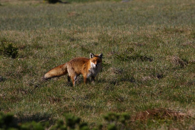 Datei:Rotfuchs sabinkar 90304 2015-06-08.jpg