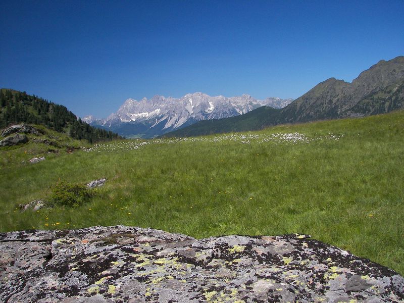 Datei:Wildkar 17544 2006-07-17.jpg