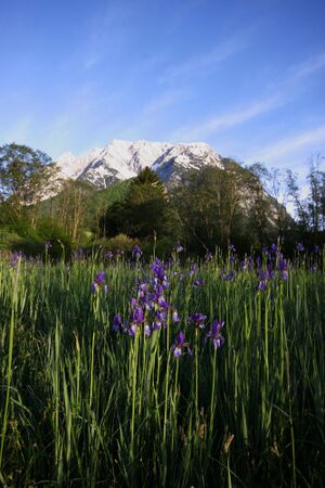 Feuchtwiesen trautenfels6079.jpg