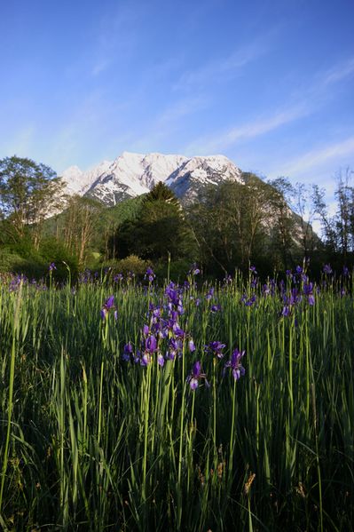 Datei:Feuchtwiesen trautenfels6079.jpg