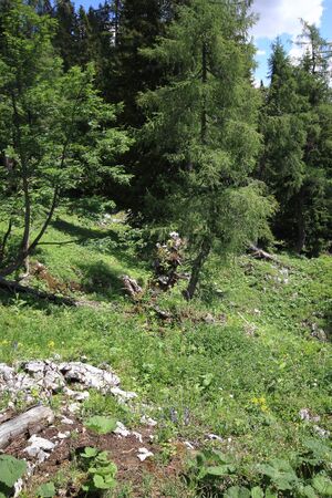 Gößlalm 77685 2018-06-04.jpg