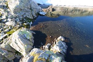 Goldlacken 0440 2008-08-12.jpg