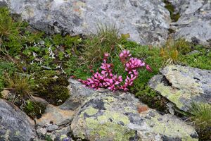 Im stegerkar 23926 2008-07-09.jpg