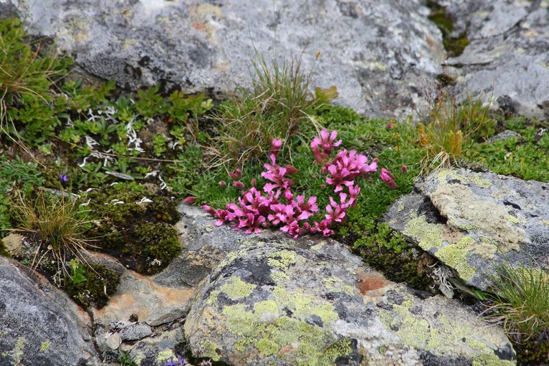 Datei:Im stegerkar 23926 2008-07-09.jpg